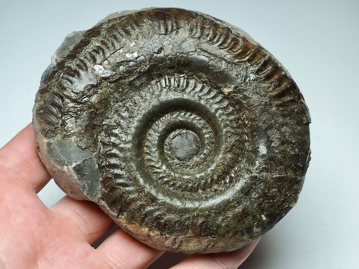 Ammonite