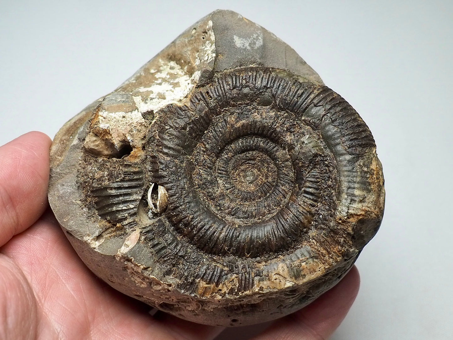 Ammonite