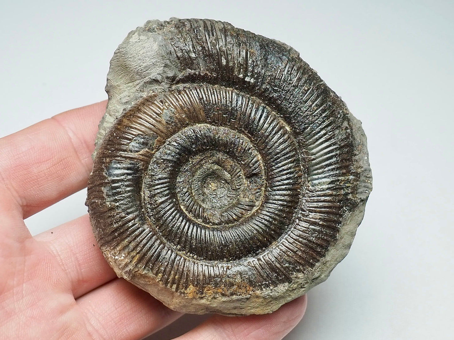 Ammonite