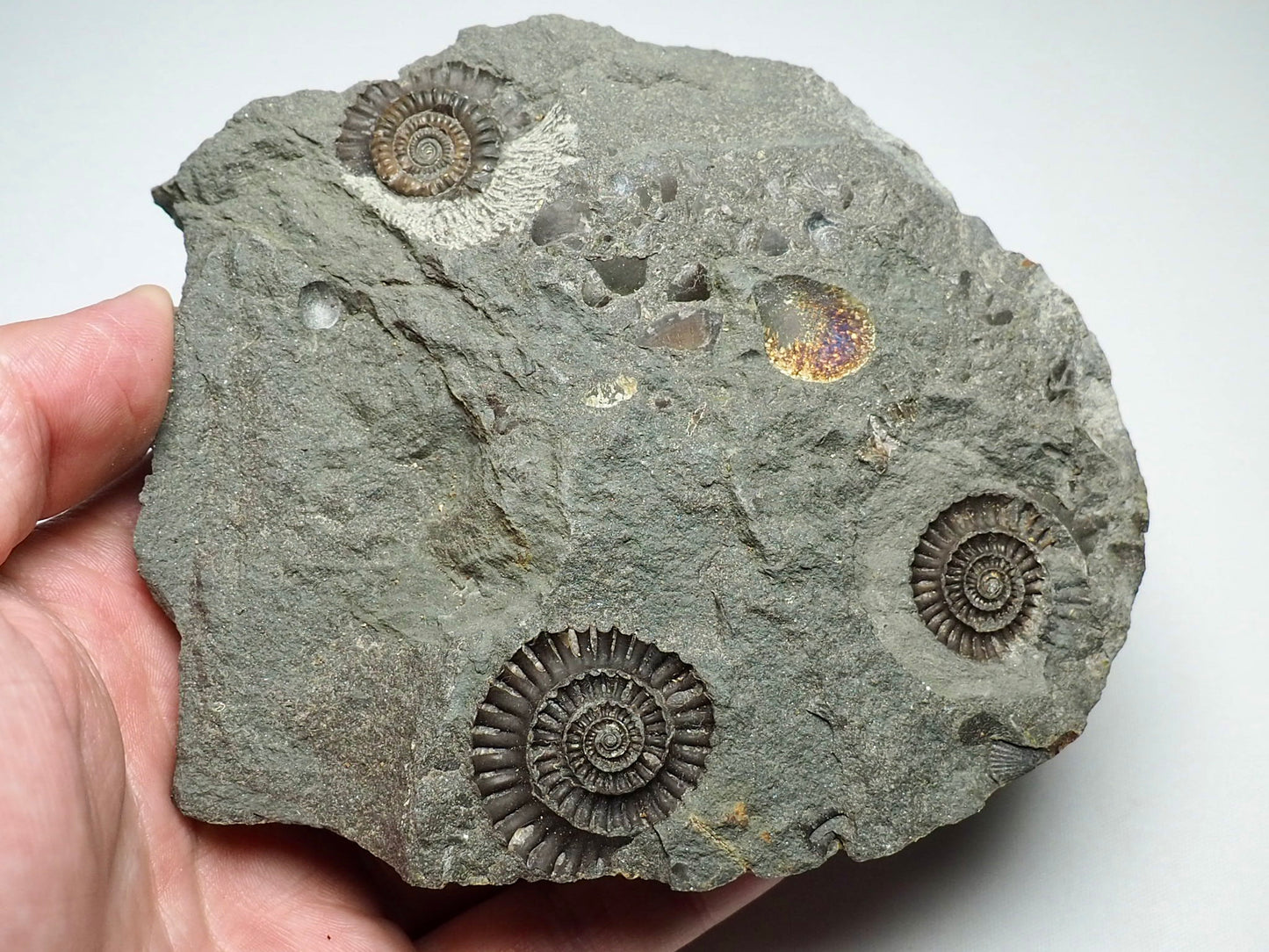 Ammonite