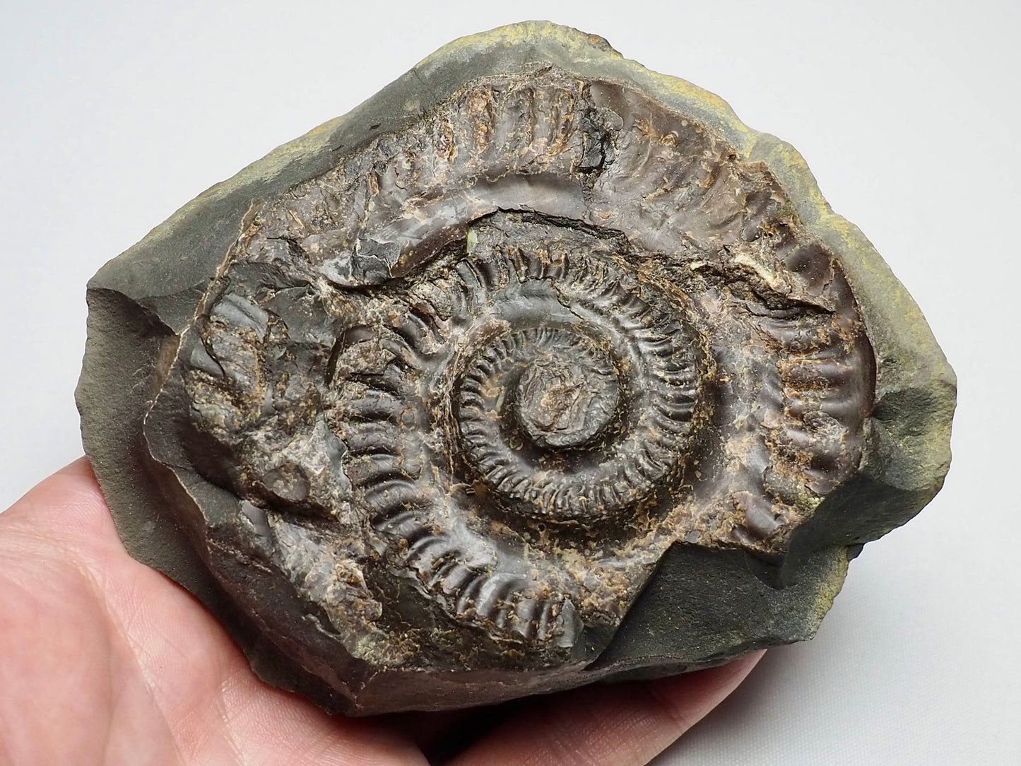 Ammonite Negative