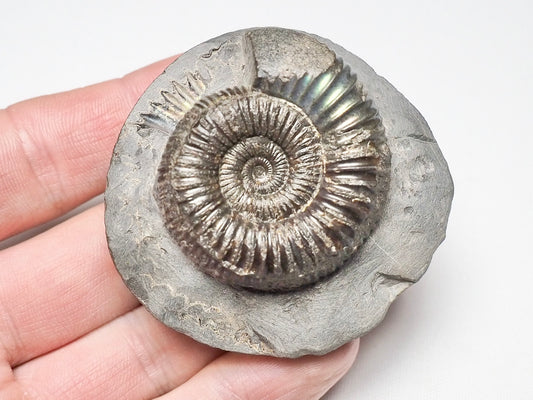 Beautiful Iridescent Dactylioceras Ammonite