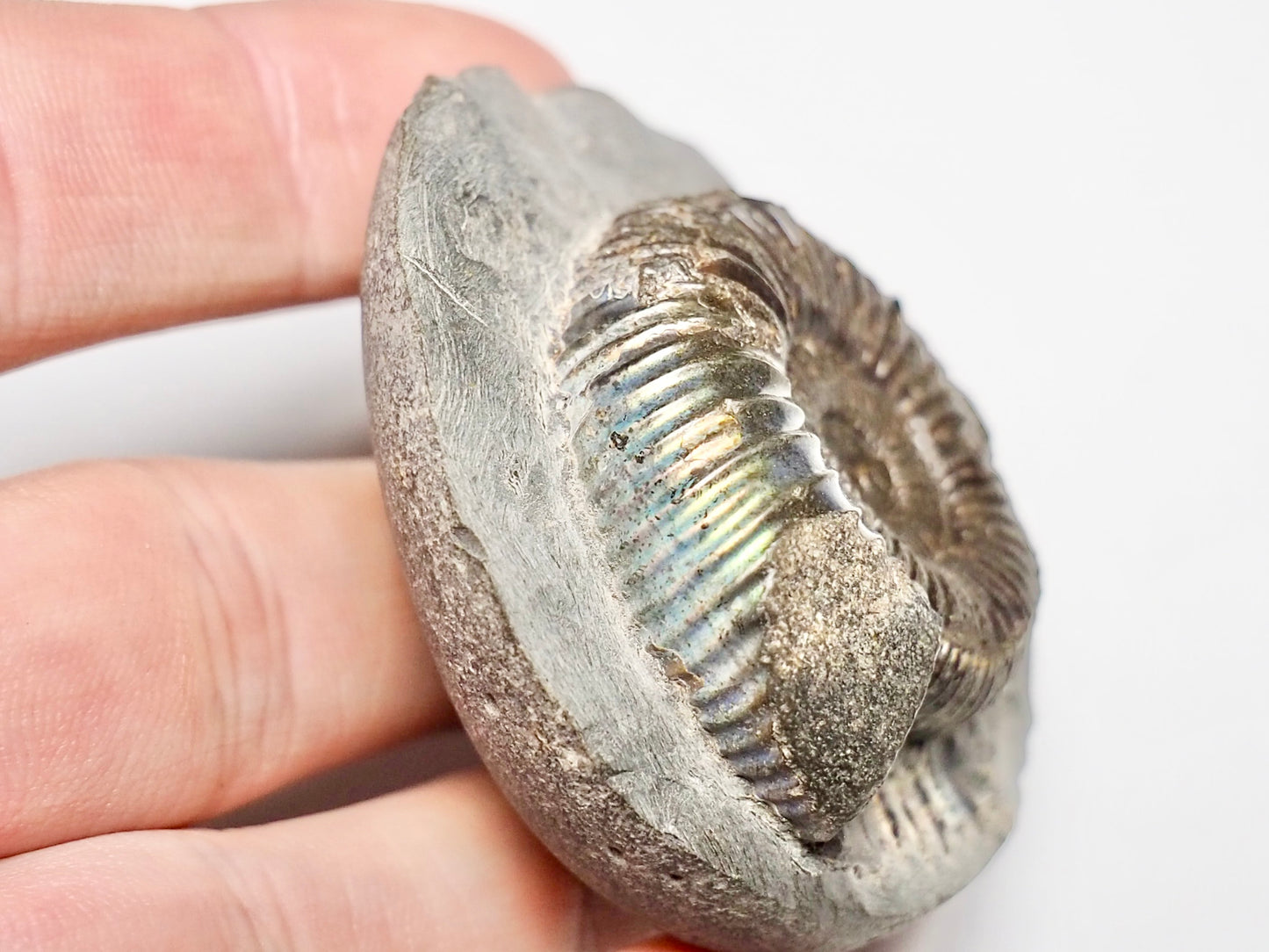 Beautiful Iridescent Dactylioceras Ammonite