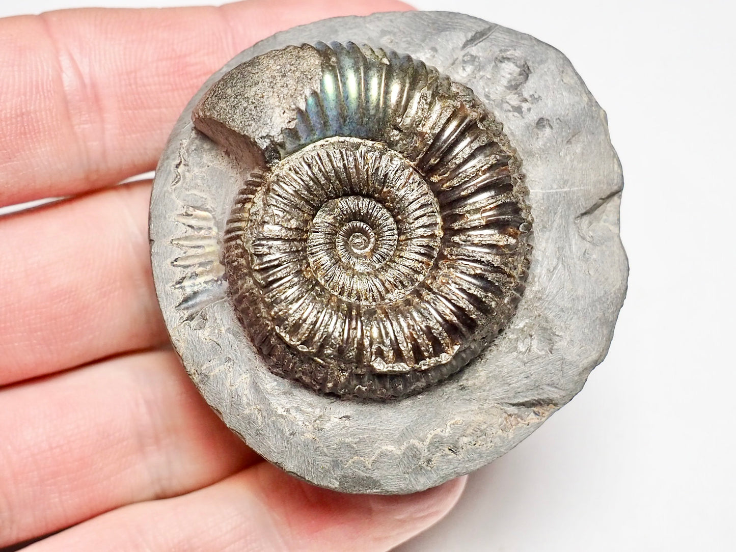 Beautiful Iridescent Dactylioceras Ammonite