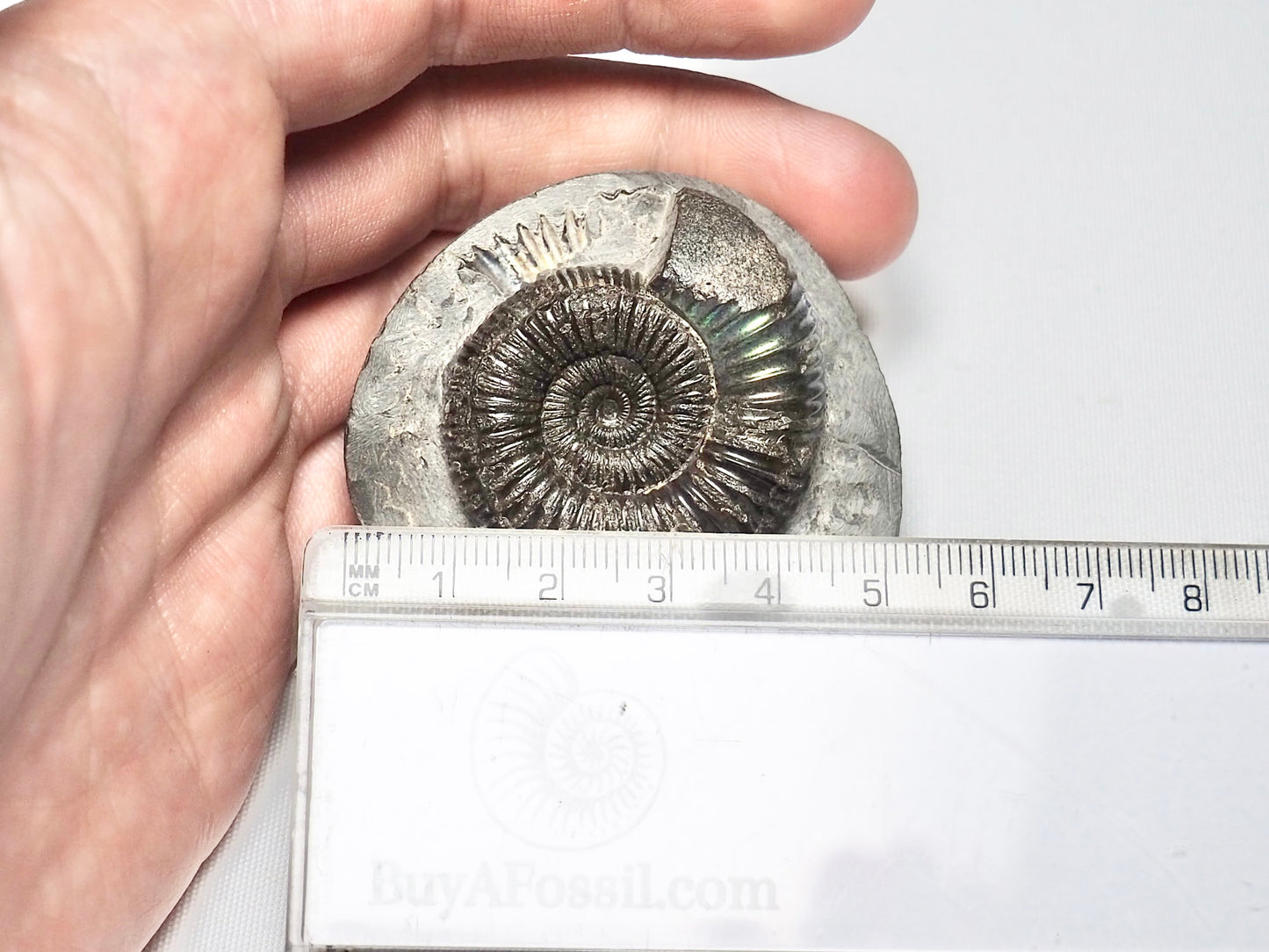 Beautiful Iridescent Dactylioceras Ammonite