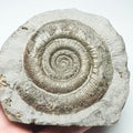 Tenuicostatum Dactylioceras Ammonite Fossil for Sale – Whitby Yorkshire Coast Jurassic