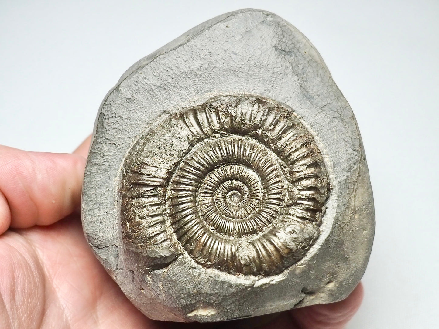 Dactylioceras Ammonite