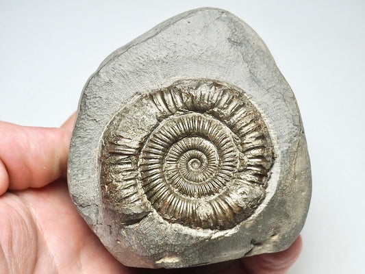 Dactylioceras Ammonite