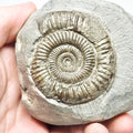 Dactylioceras Ammonite Fossil for Sale – Whitby Yorkshire Coast Jurassic