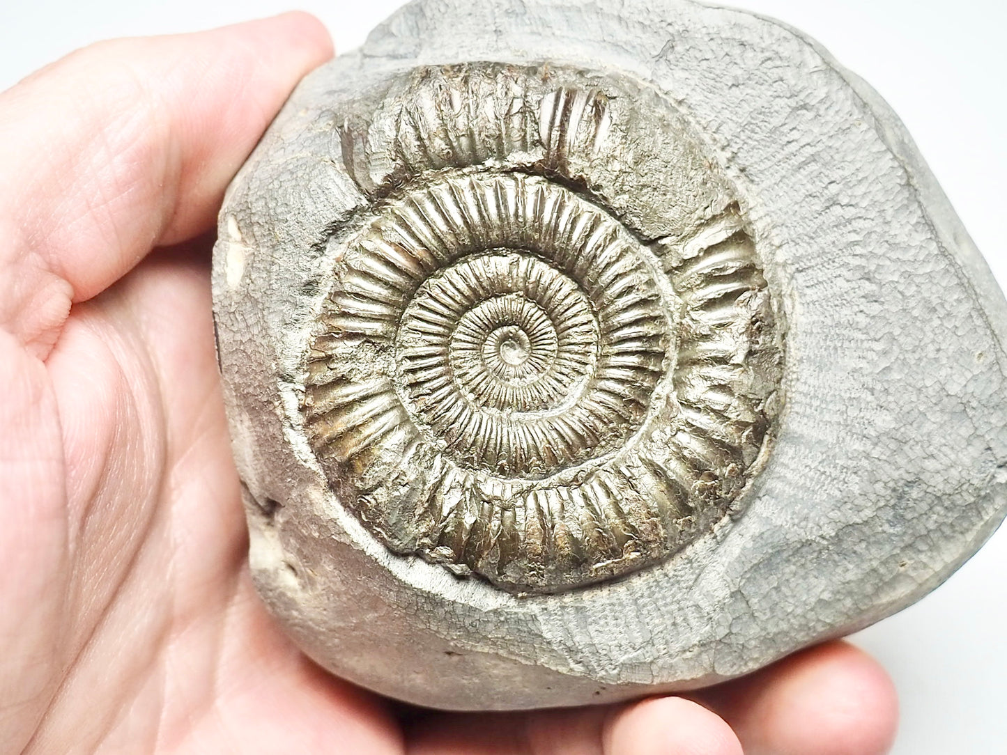 Dactylioceras Ammonite