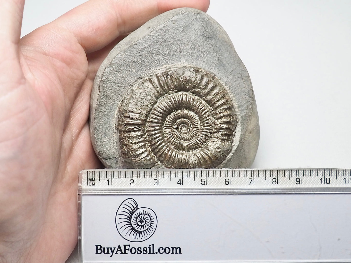 Dactylioceras Ammonite