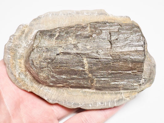 Fossil Wood Prepared Piece