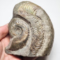 Harpoceras Ammonite Fossil – Whitby Yorkshire Coast – Jurassic