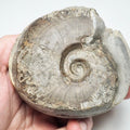 Eleganticeras Ammonite Fossil – Whitby Yorkshire Coast – Jurassic