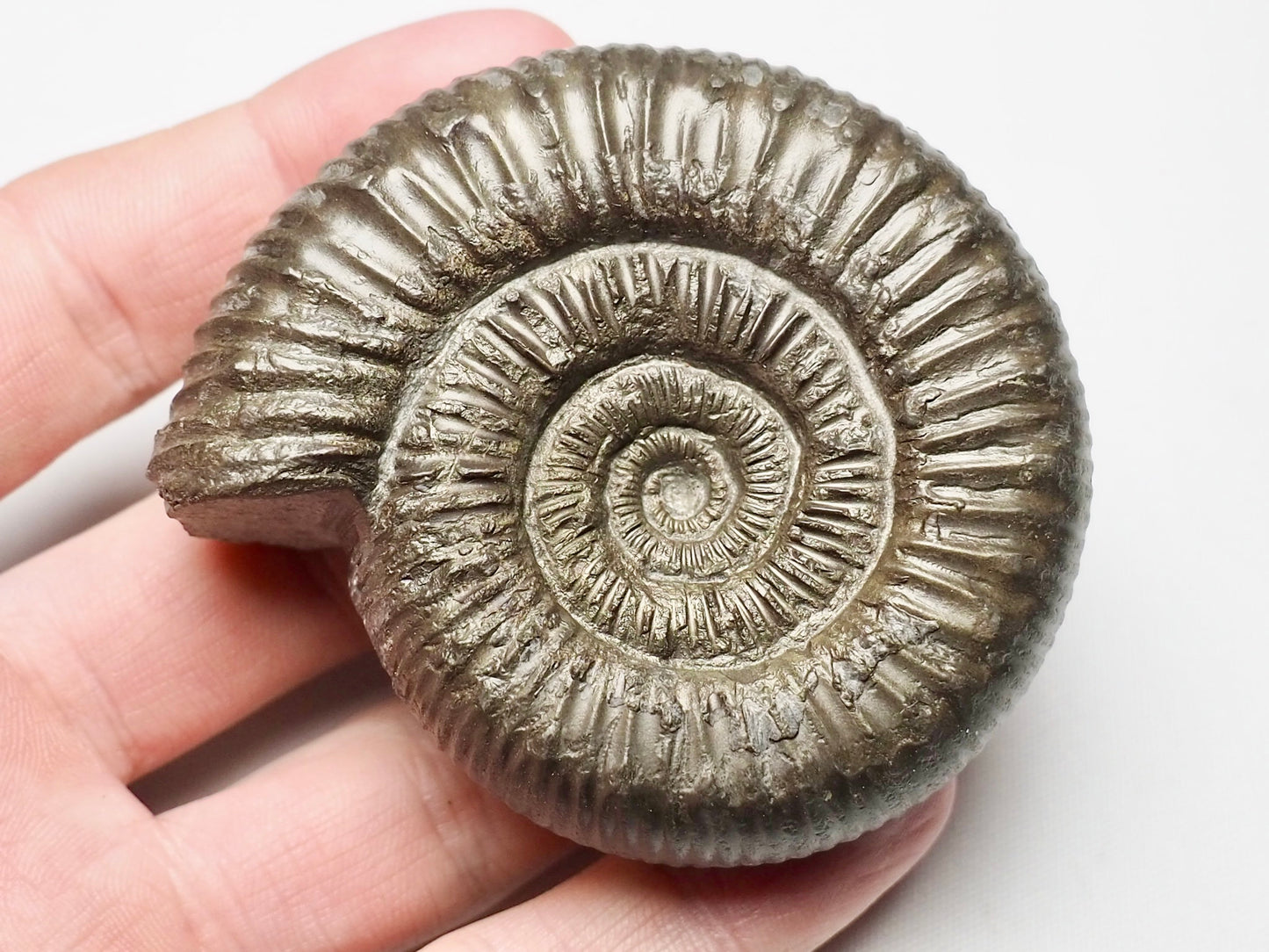 Peronoceras Ammonite Fossil Whitby