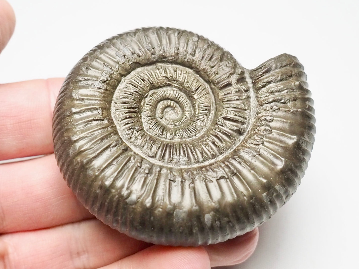 Peronoceras Ammonite Fossil Whitby