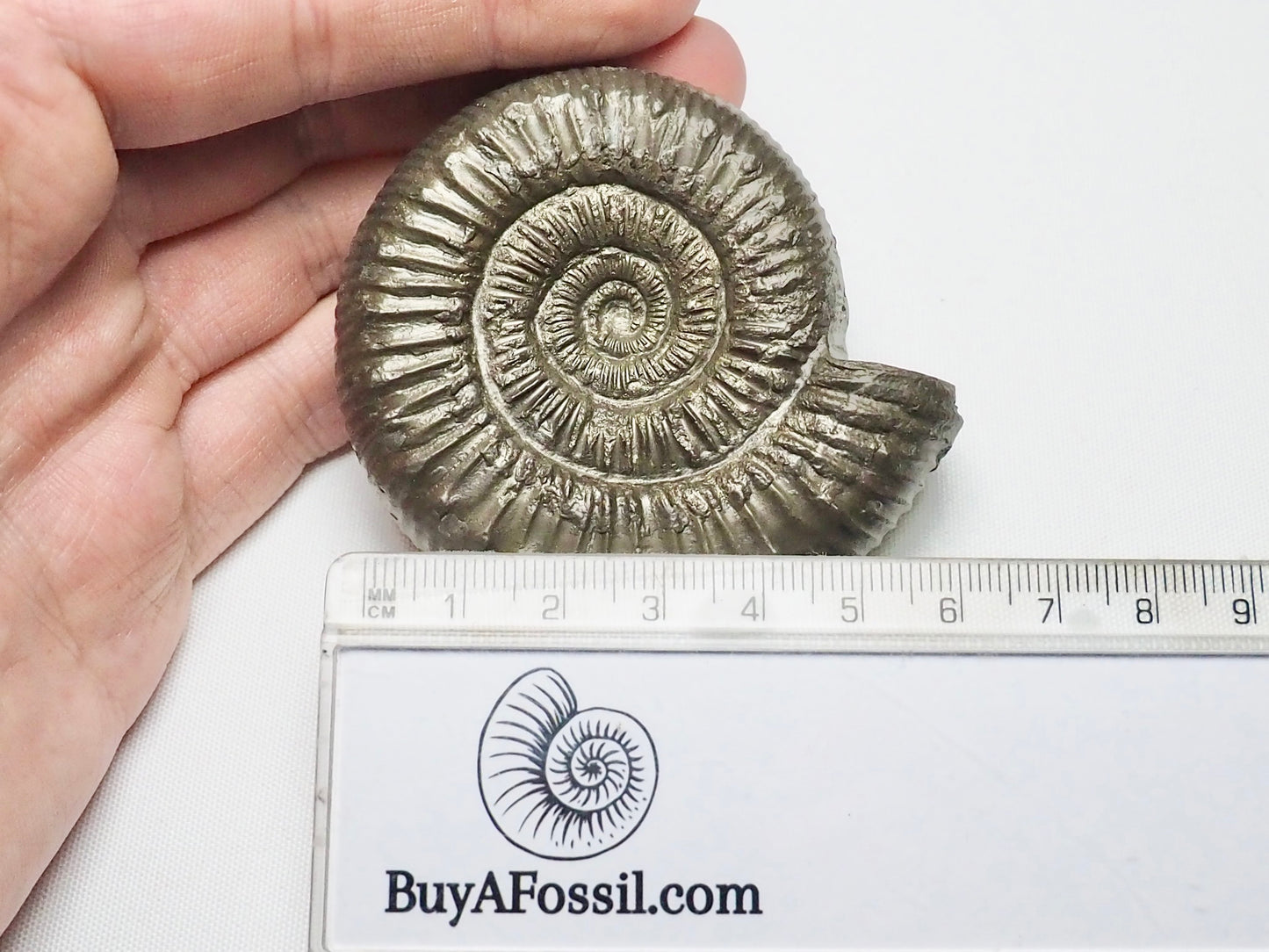 Peronoceras Ammonite Fossil Whitby