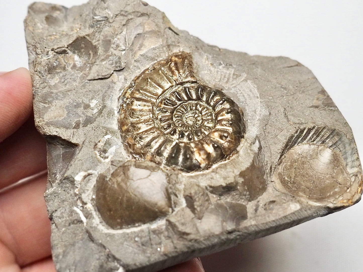 Amaltheus Ammonite CutBase