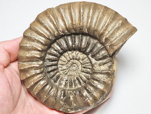 Large Pleuroceras Ammonite