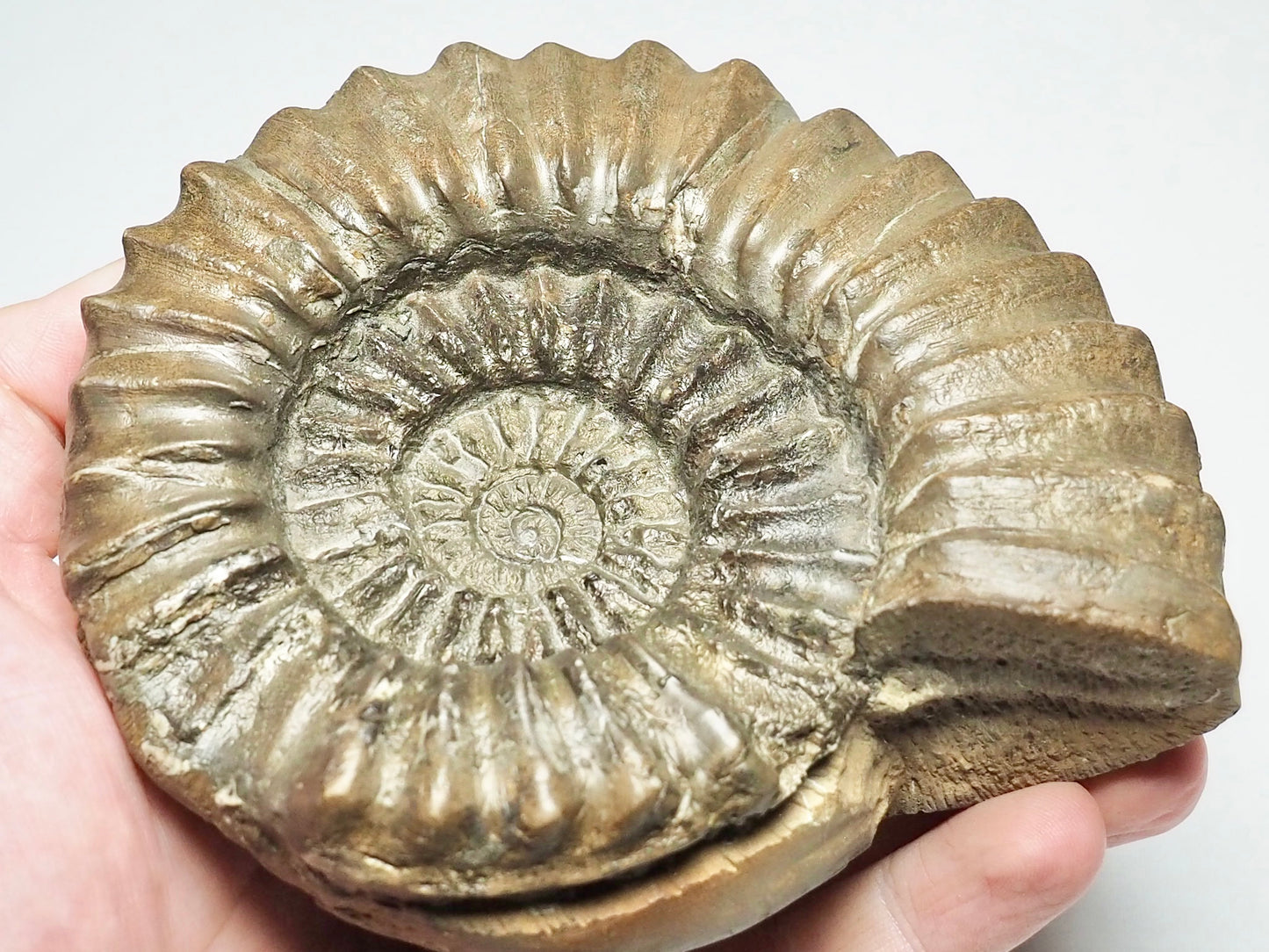 Large Pleuroceras Ammonite