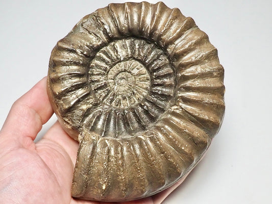 Large Pleuroceras Ammonite