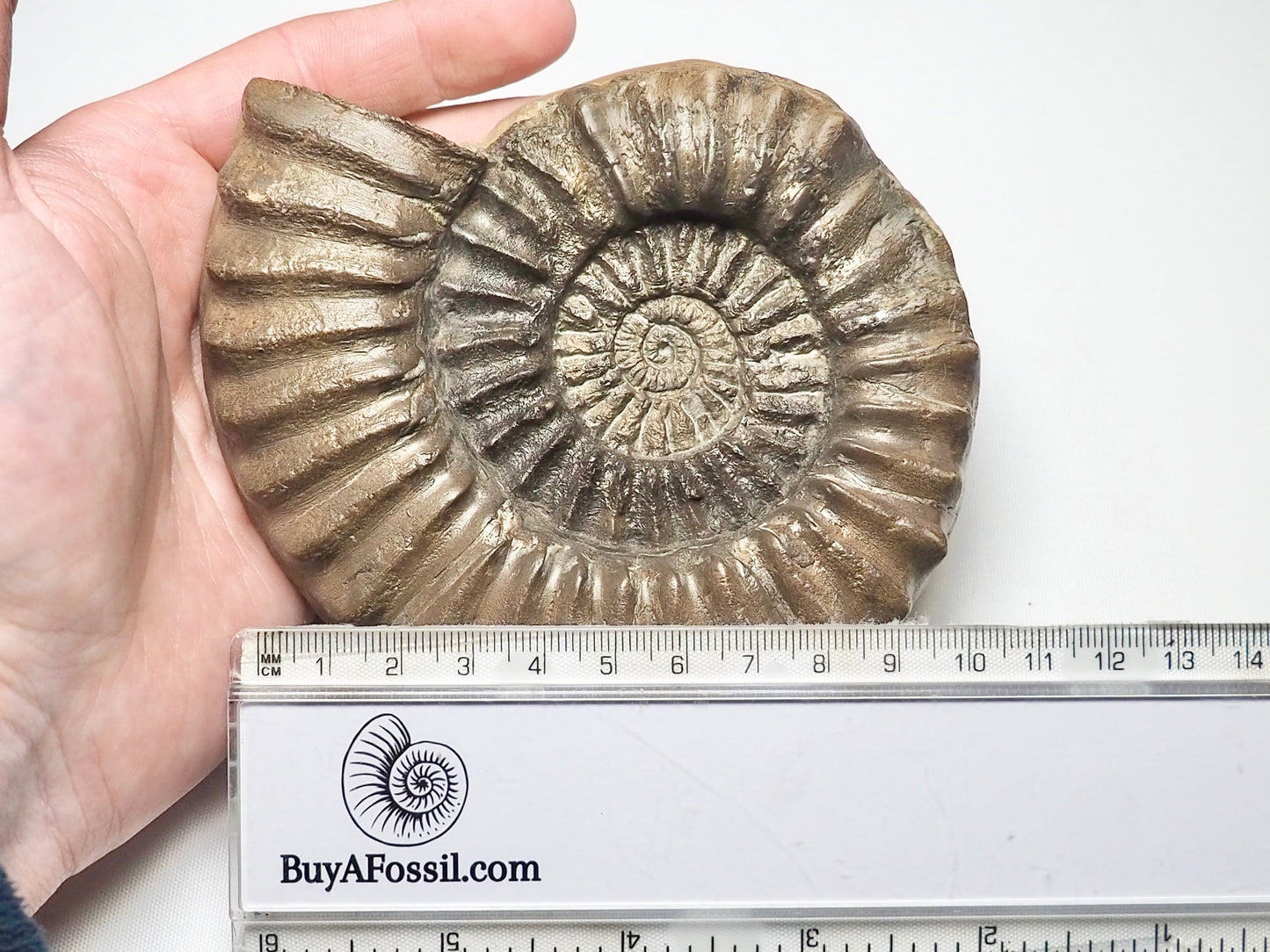 Large Pleuroceras Ammonite