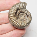 Catacoeloceras Ammonite Fossil – Whitby Yorkshire Coast – Jurassic