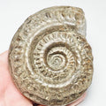 Hildoceras Ammonite Fossil – Whitby Yorkshire Coast – Jurassic