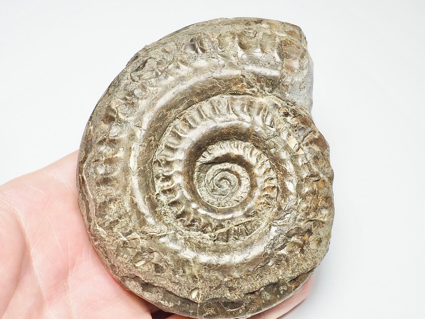 Hildoceras Ammonite