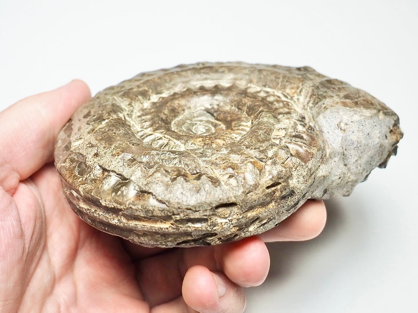 Hildoceras Ammonite