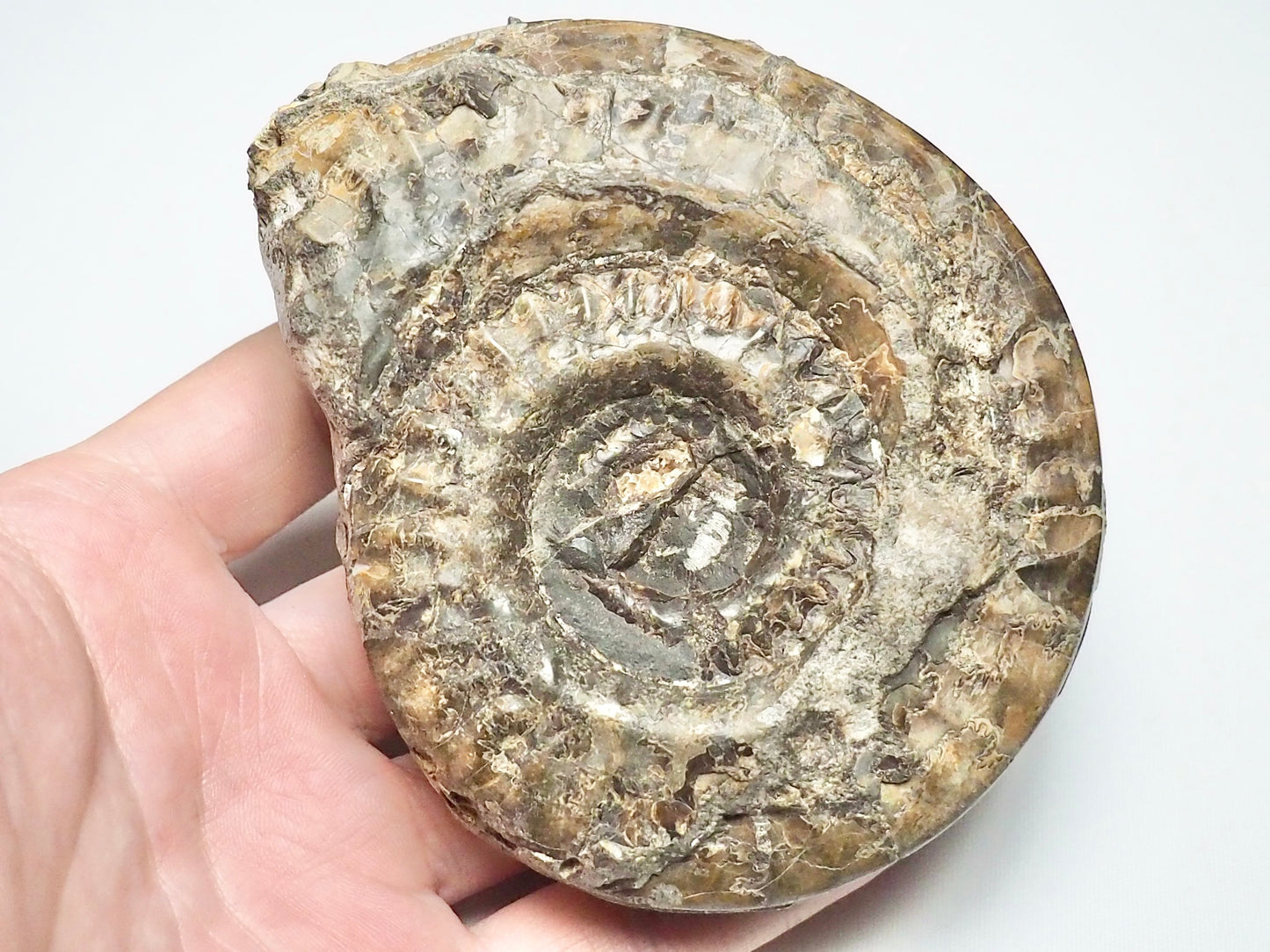 Hildoceras Ammonite