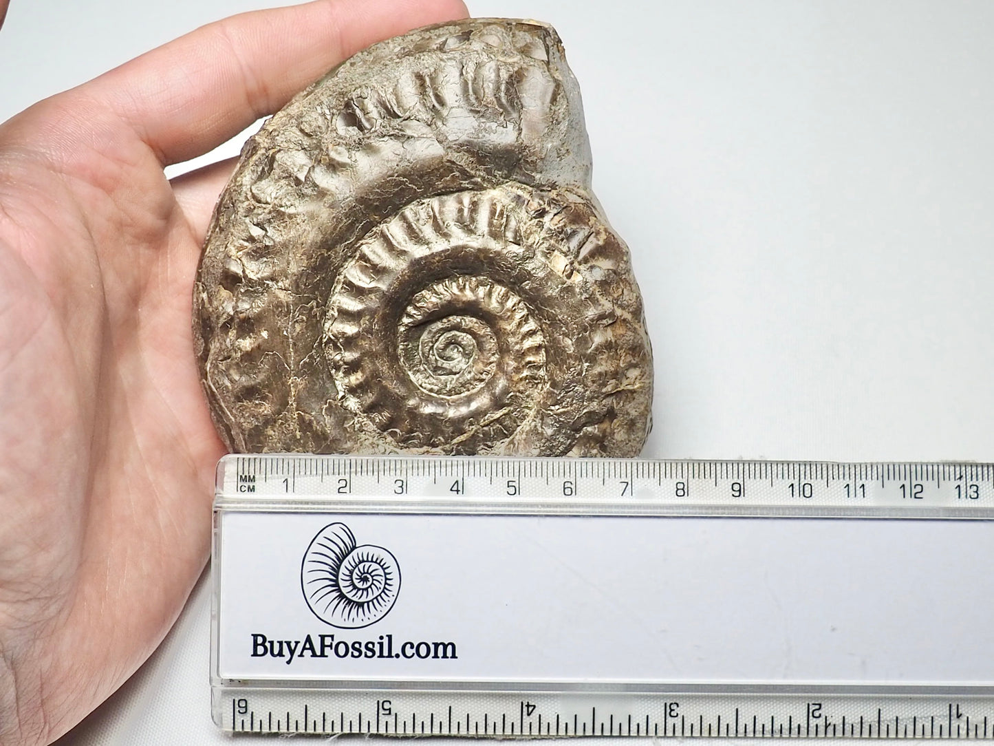 Hildoceras Ammonite