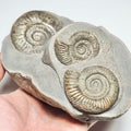 Rare Multi Species Display Piece Hildoceras/Dactylioceras