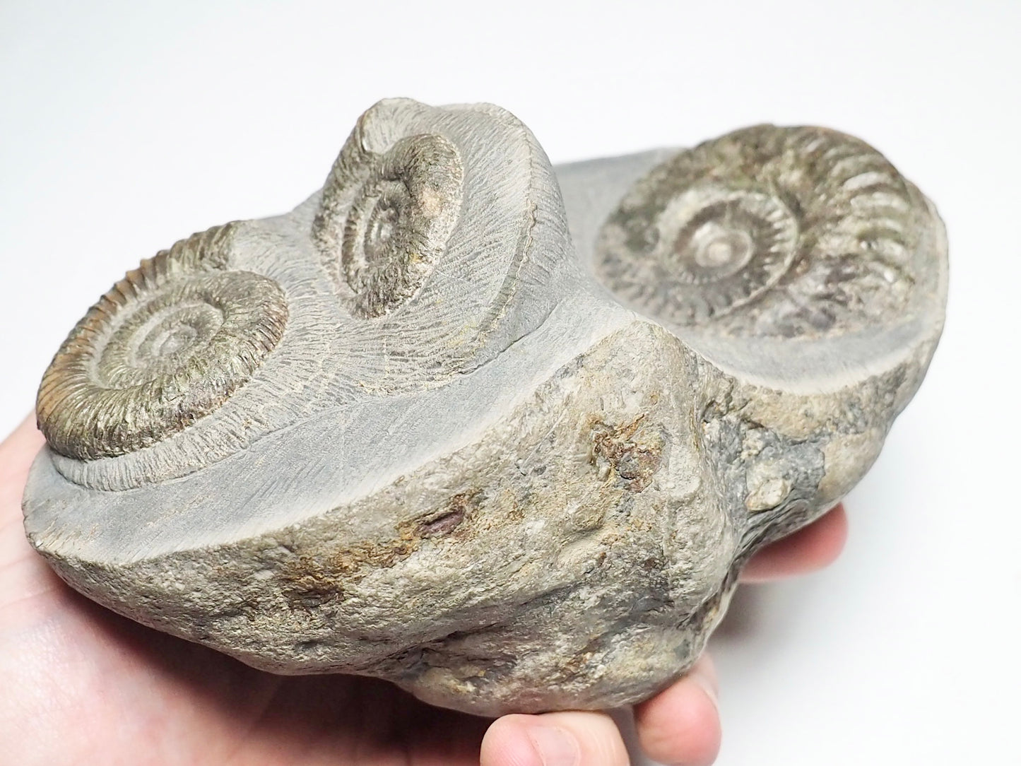 Rare Multi Species Display Piece Hildoceras/Dactylioceras