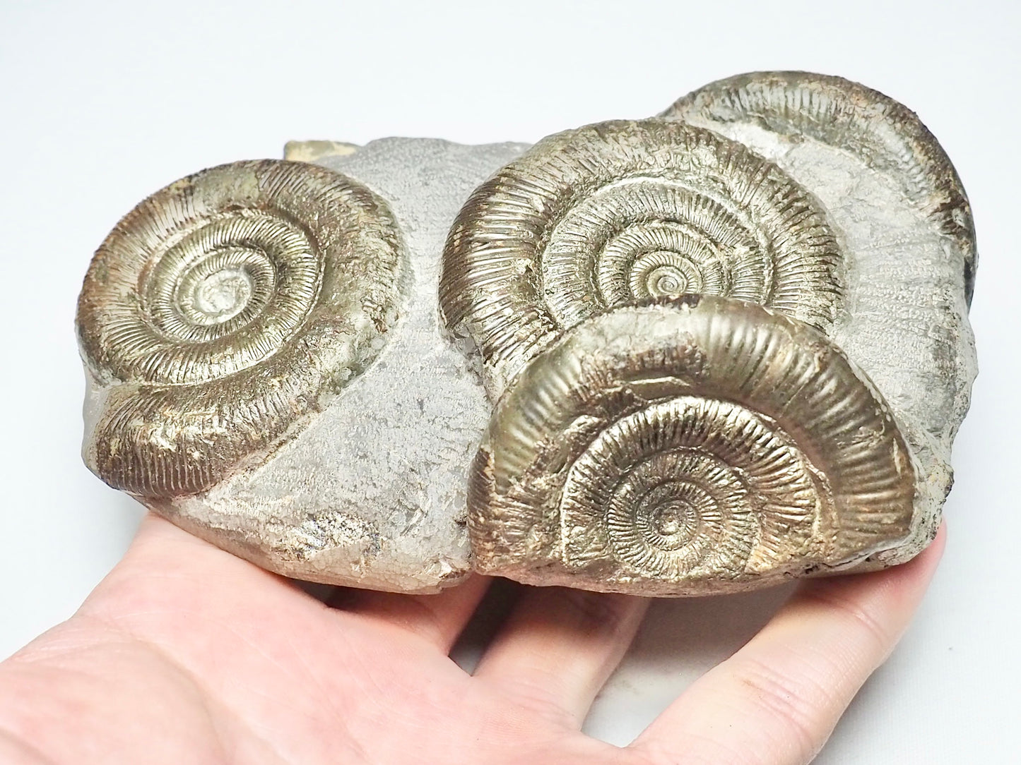 Dactylioceras Tenuicostatum Multi Piece