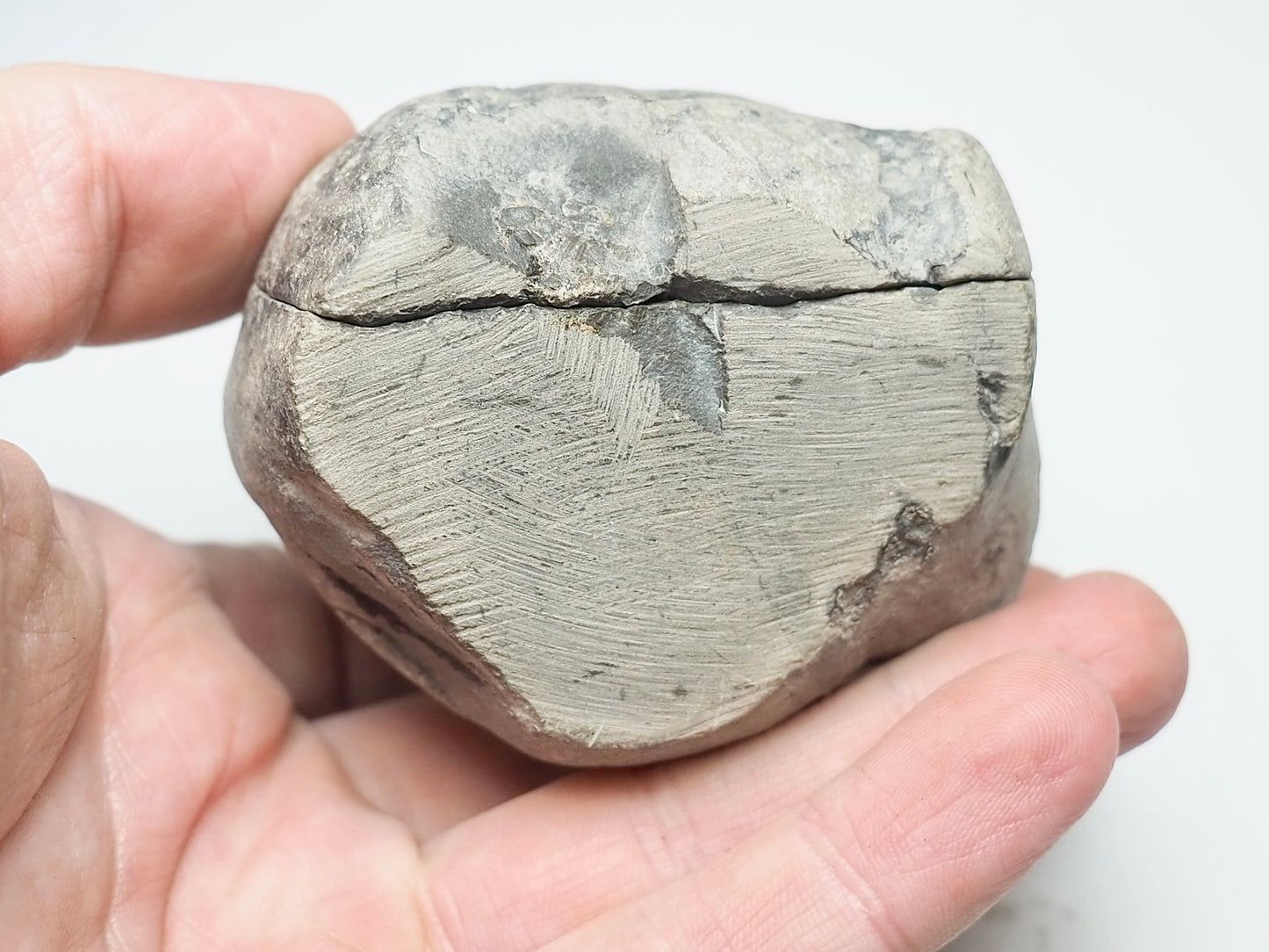 Ichthyosaur Vertebra POS/NEG