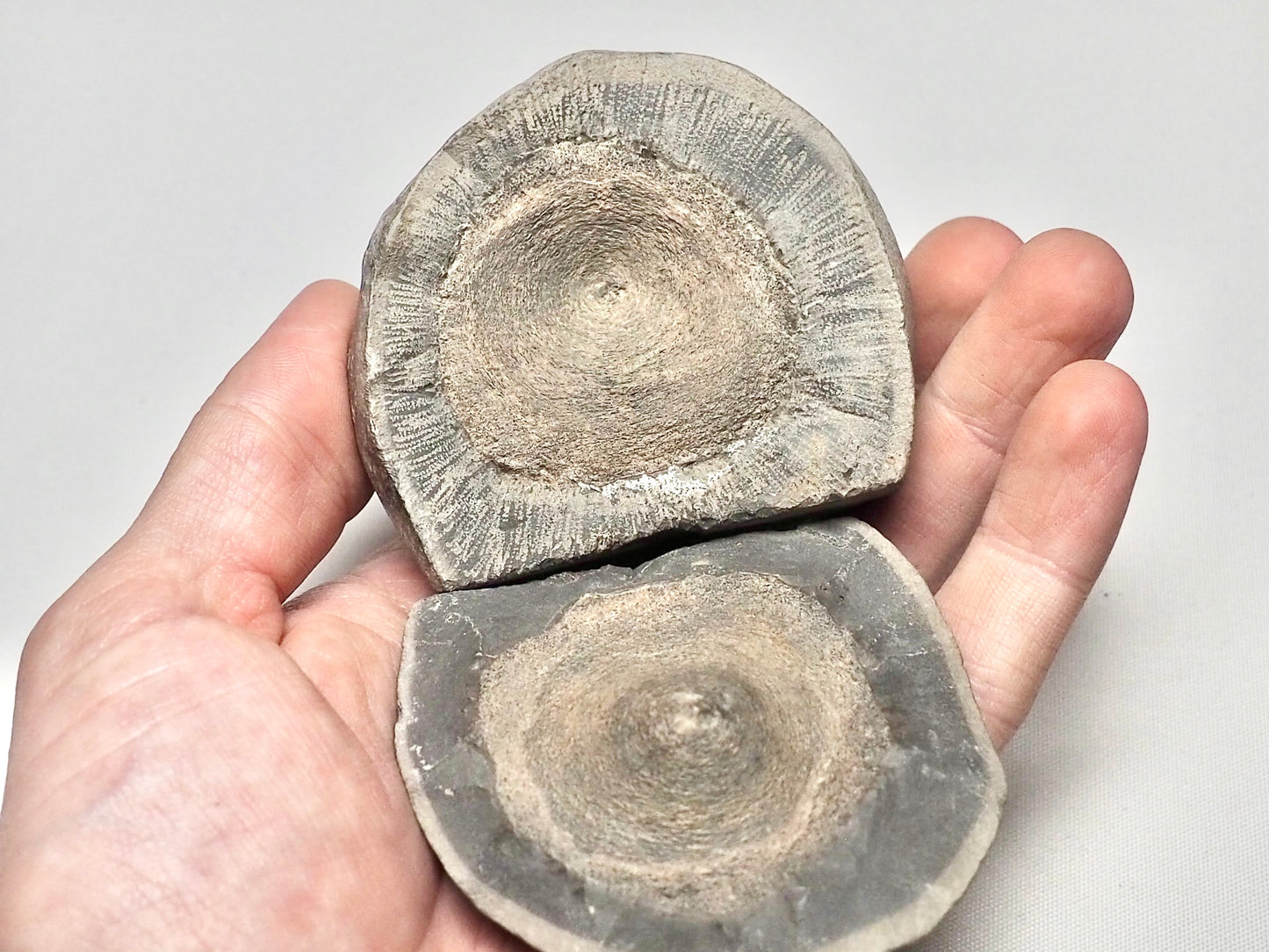 Ichthyosaur Vertebra POS/NEG