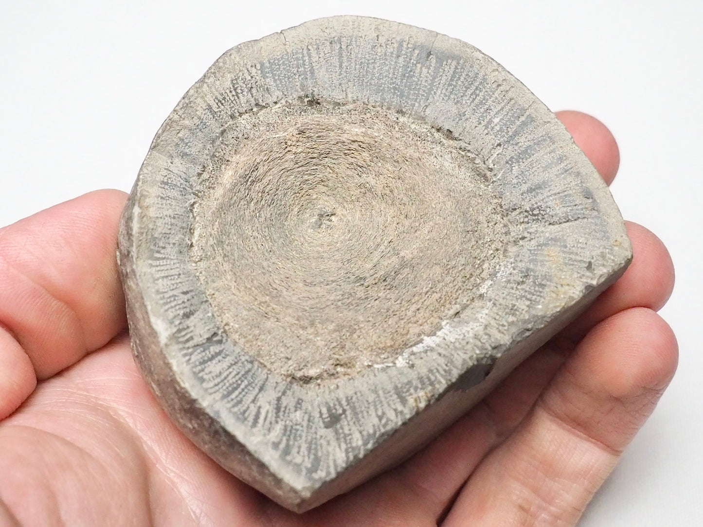 Ichthyosaur Vertebra POS/NEG