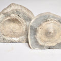 Ichthyosaur Vertebra Fossil Split Pair – Whitby Yorkshire Coast Jurassic