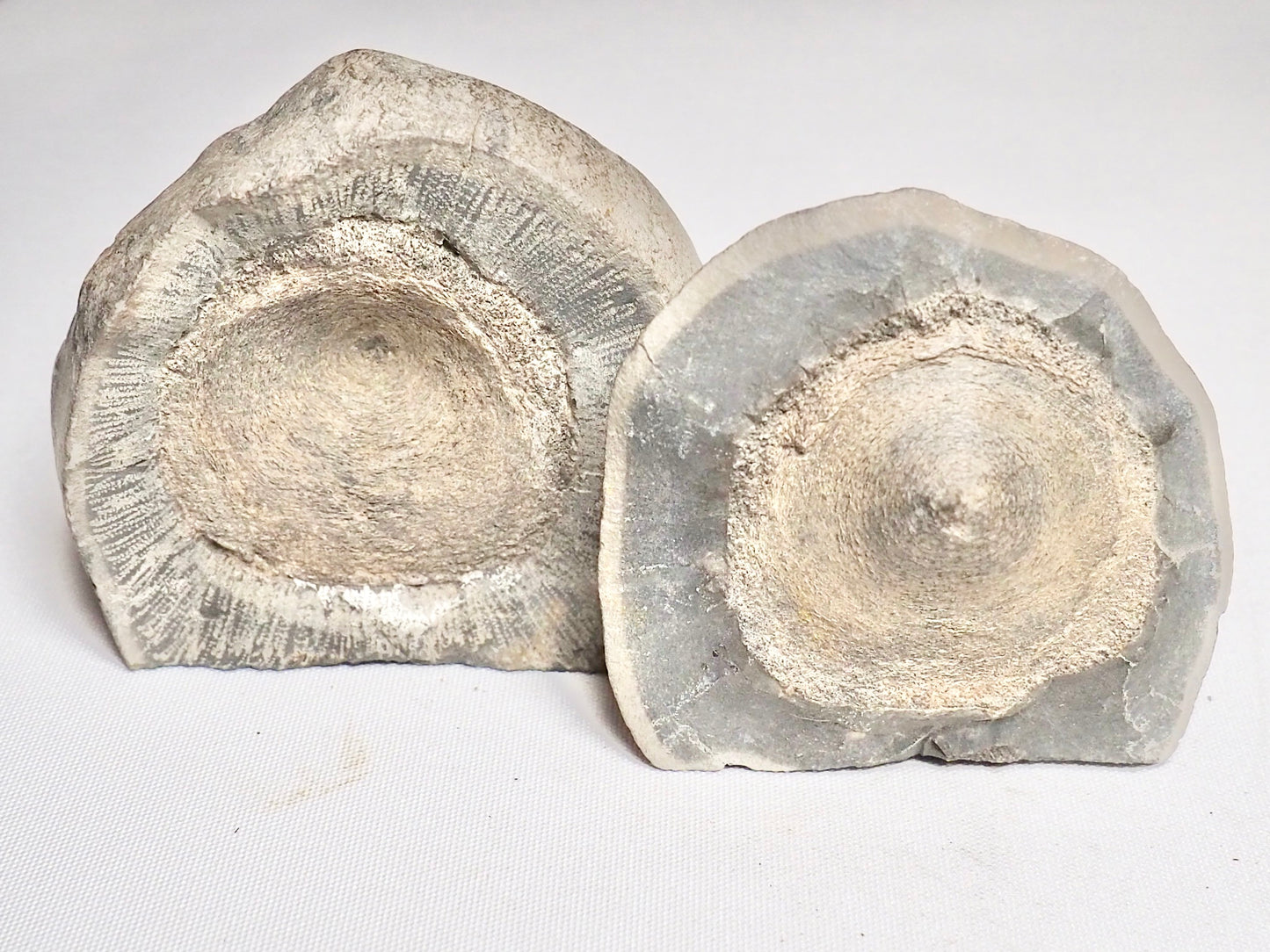 Ichthyosaur Vertebra POS/NEG