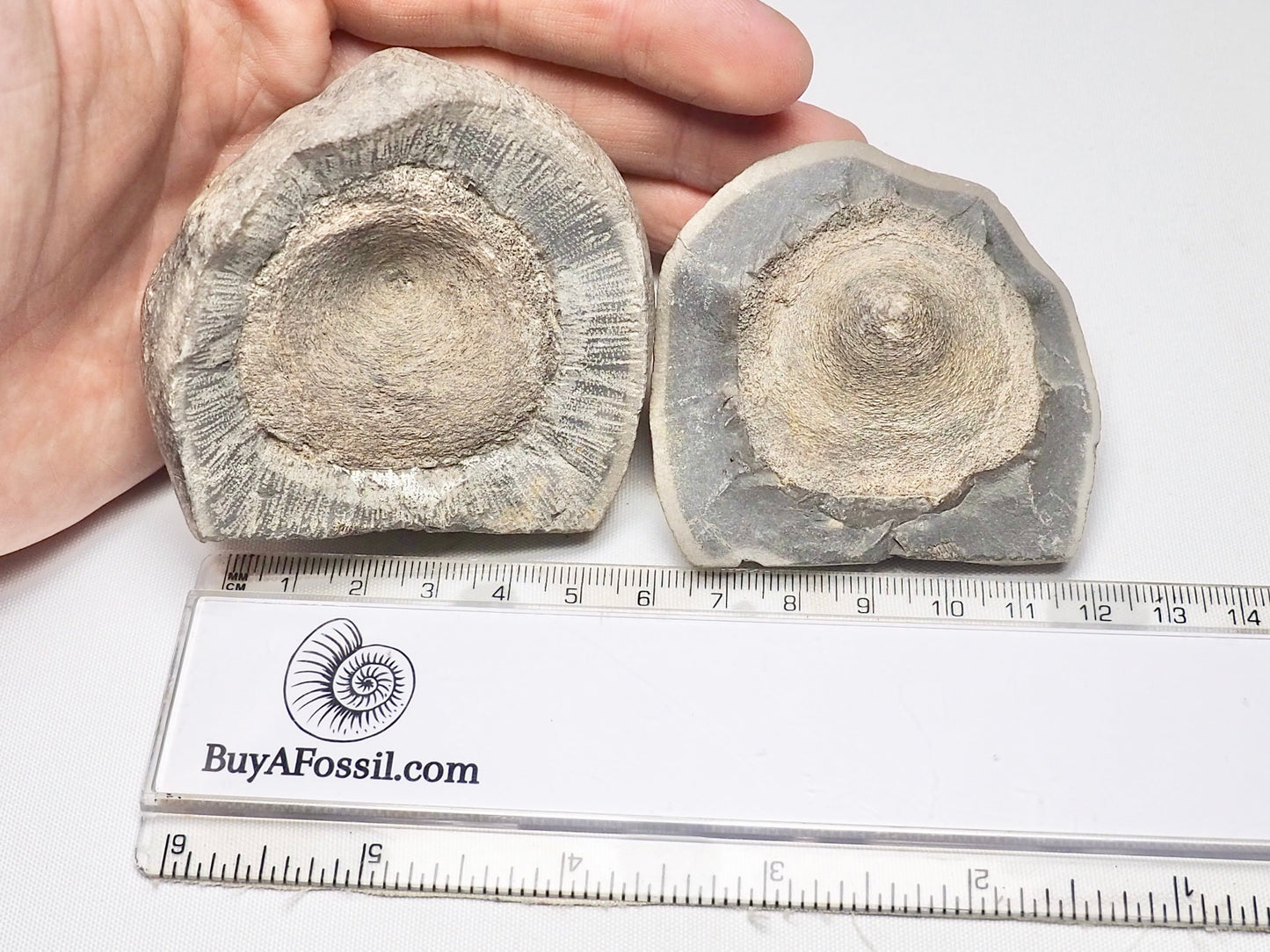 Ichthyosaur Vertebra POS/NEG