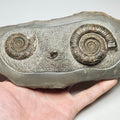 Rare Triple Dactylioceras Ammonite Fossil for Sale – Whitby Yorkshire Coast Jurassic