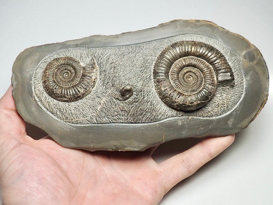 Rare Triple Dactylioceras Fossil Whitby