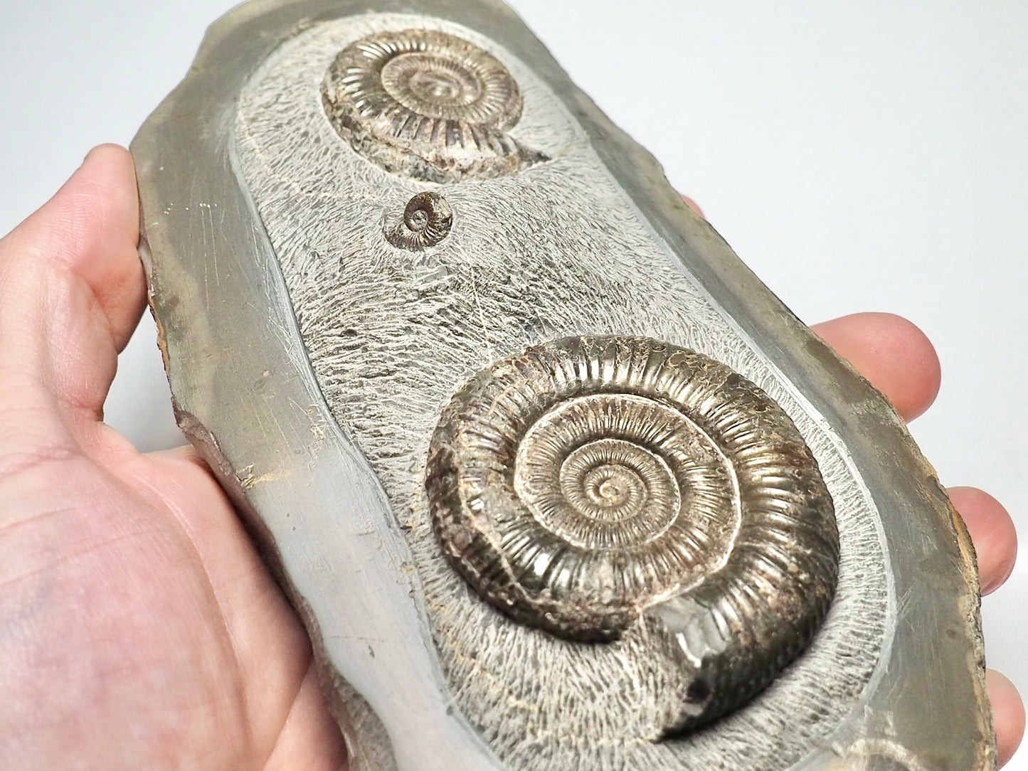 Rare Triple Dactylioceras Fossil Whitby