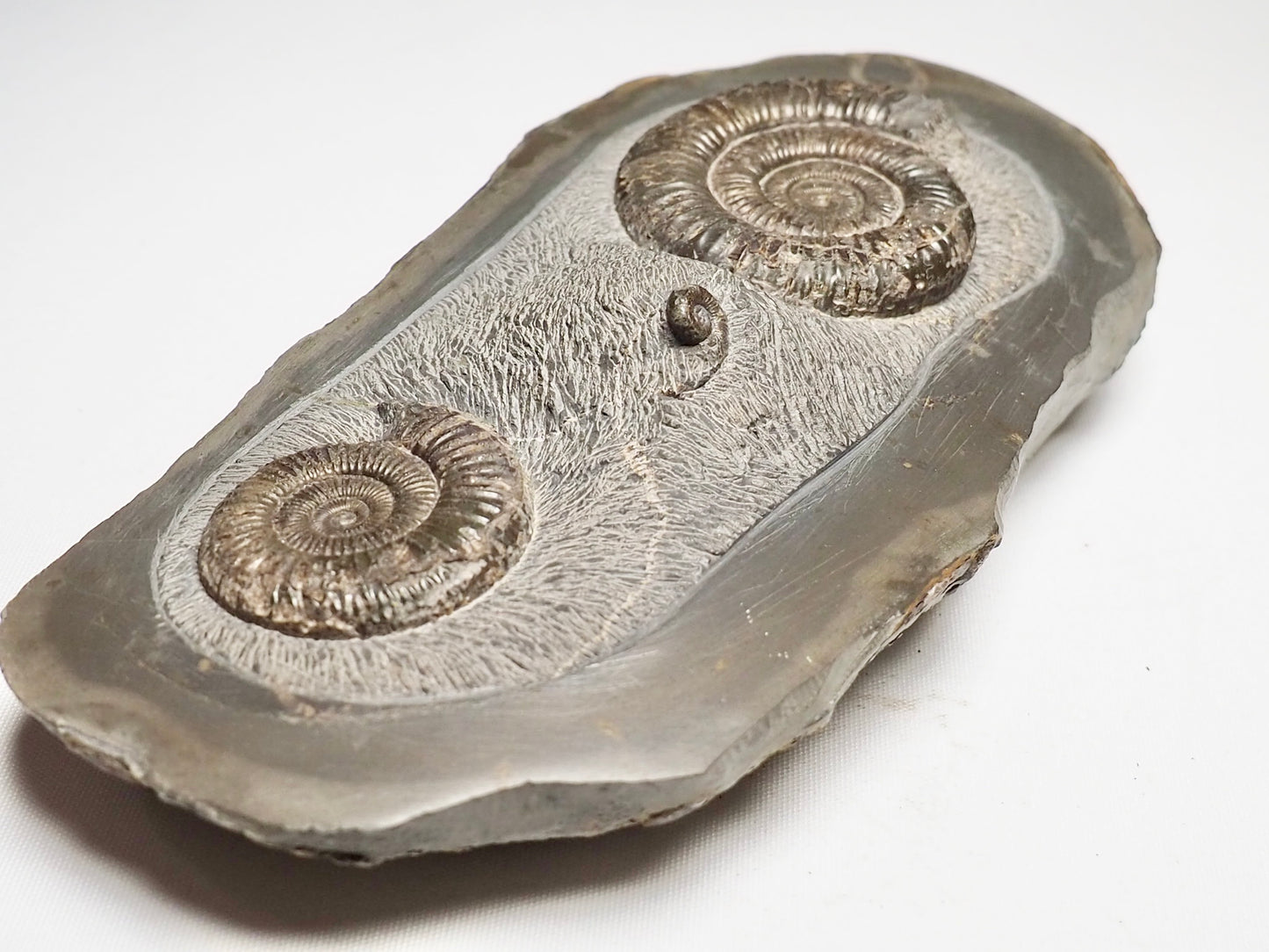 Rare Triple Dactylioceras Fossil Whitby