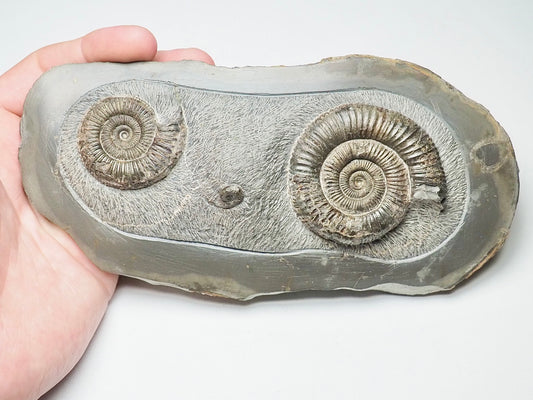 Rare Triple Dactylioceras Fossil Whitby