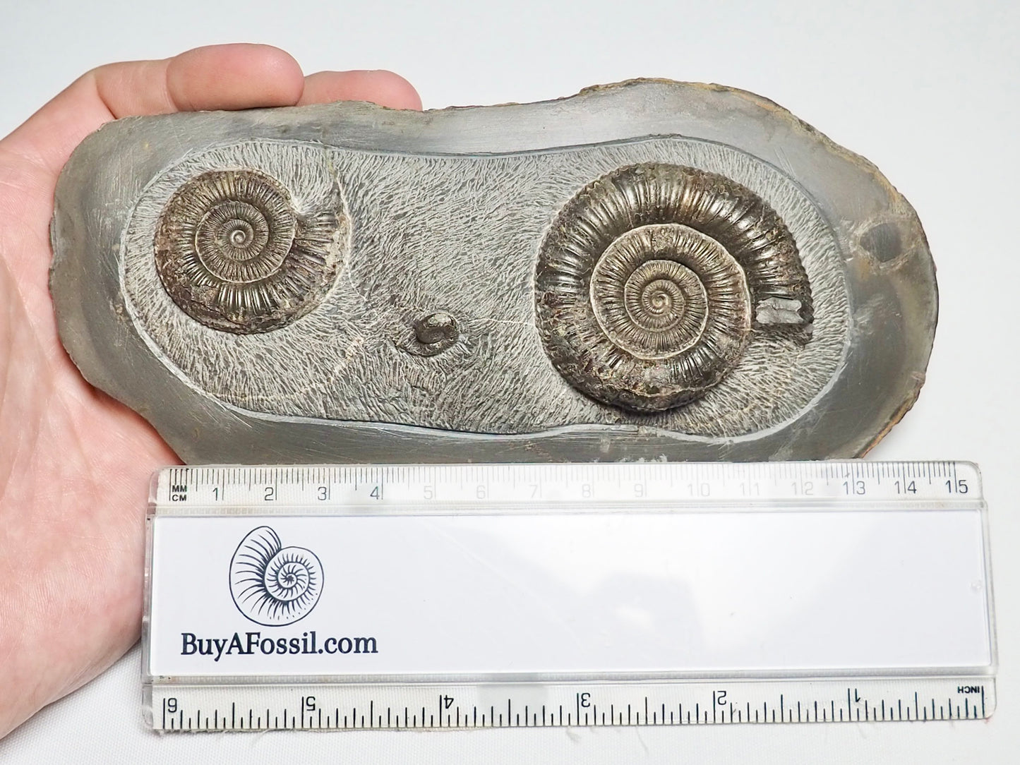 Rare Triple Dactylioceras Fossil Whitby