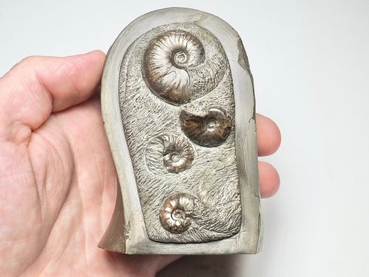 Tombstone Fossil - Eleganticeras Ammonite Display Piece