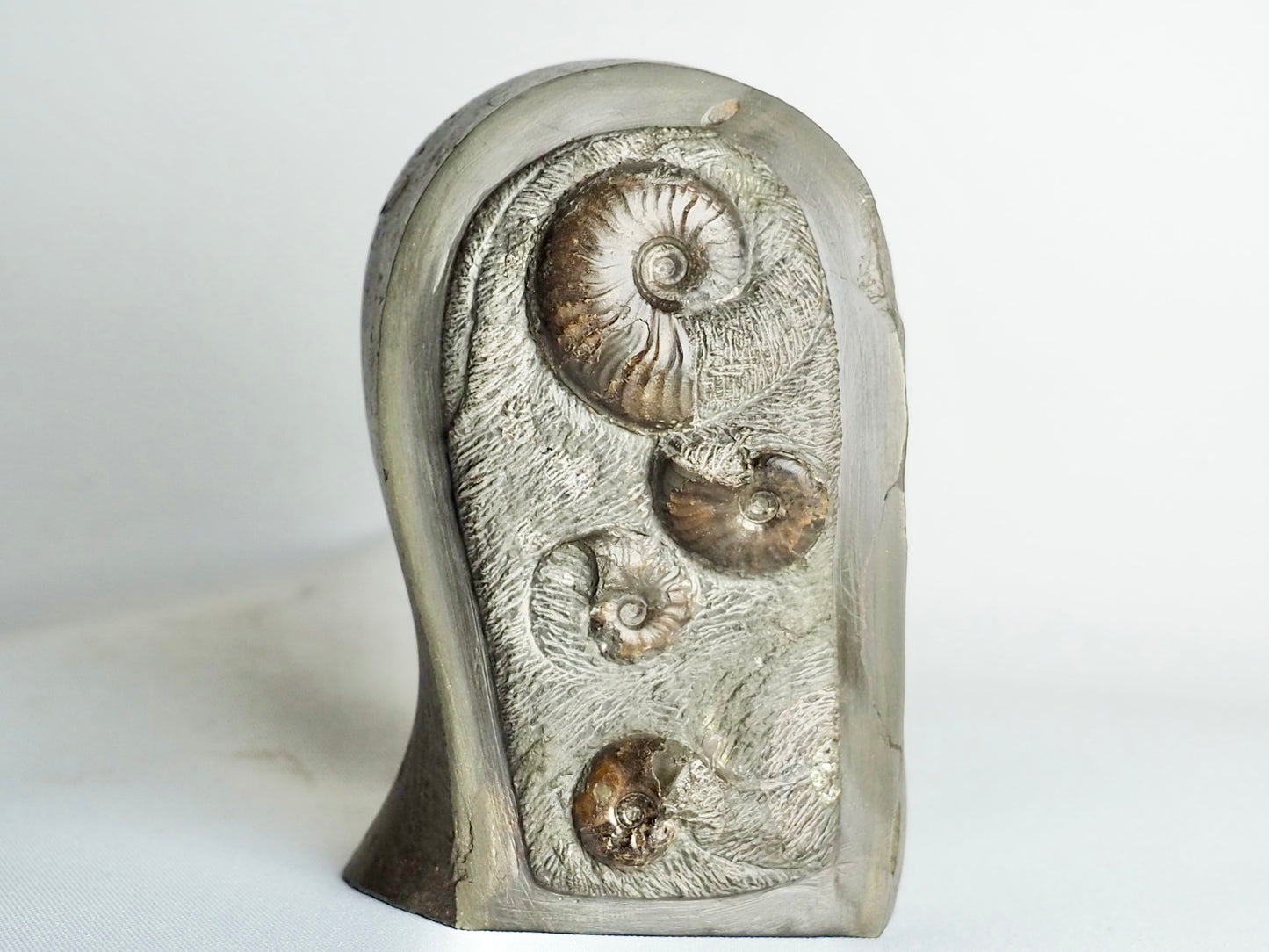 Tombstone Fossil - Eleganticeras Ammonite Display Piece