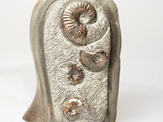 Tombstone Fossil - Eleganticeras Ammonite Display Piece